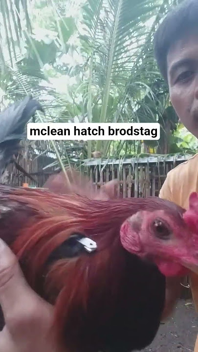Pasilip sa aking brodstag material #mcleanhatch #earlybreed