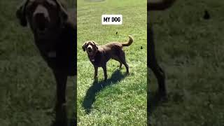 Other dogs vs. my dog  #puppy #adorably #cuteanimal #labrador #adoreble #pets #labradorretriever