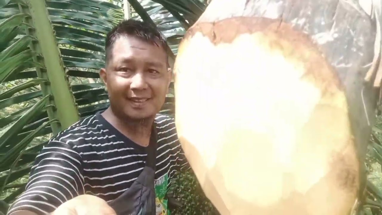 pemotongan manggar kolka sekaligus dua, PART 1