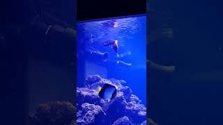 My Centropyge Marine Dwarf Angels prepare to spawn mixed species