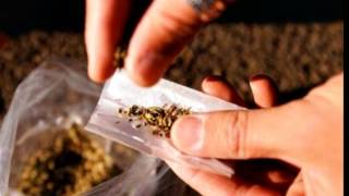 Os Balotche - Enrola à Bula