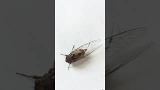 Ve sầu báo hiệu hè về-hài nhật cường #popstv #vypham #funny #bentre #vesau #hainhatcuong #shorts