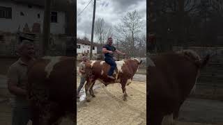 Tosuna Nasıl Binilir