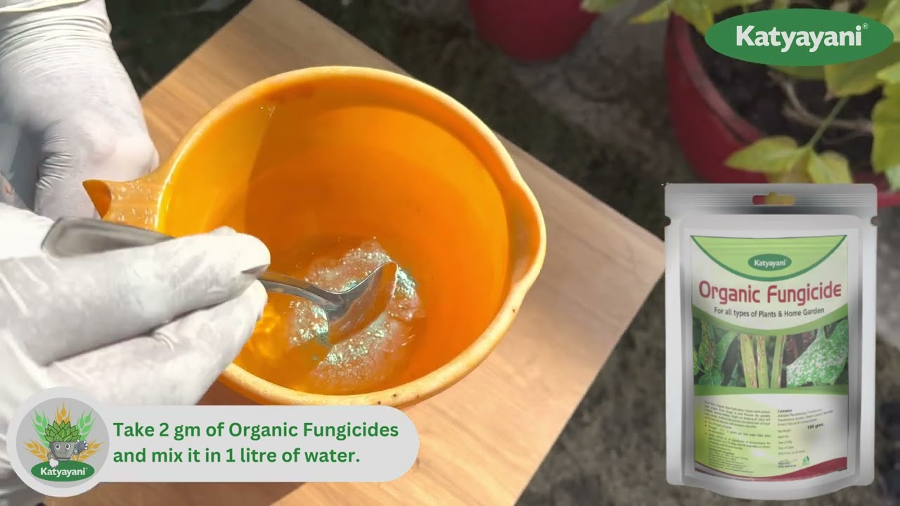 How to Use Katyayani Organic Fungicide || Fungicide || Organic Farming || Agriculture 