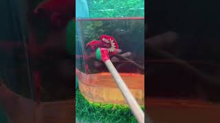 Red Fancy #betta #cabetta #thuysinh