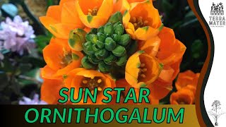 Growing SUN STAR ORNITHOGALUM: Quick Tips for (Ornithogalum Dubium)