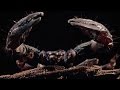 Survival Strategies of Predators