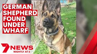 Man accused of animal torture after his dog was found underwater at Yowie Bay | 7NEWS