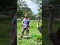 Rare Albino Peacock &amp; Ostrich Encounter! Sale Alert! #shorts