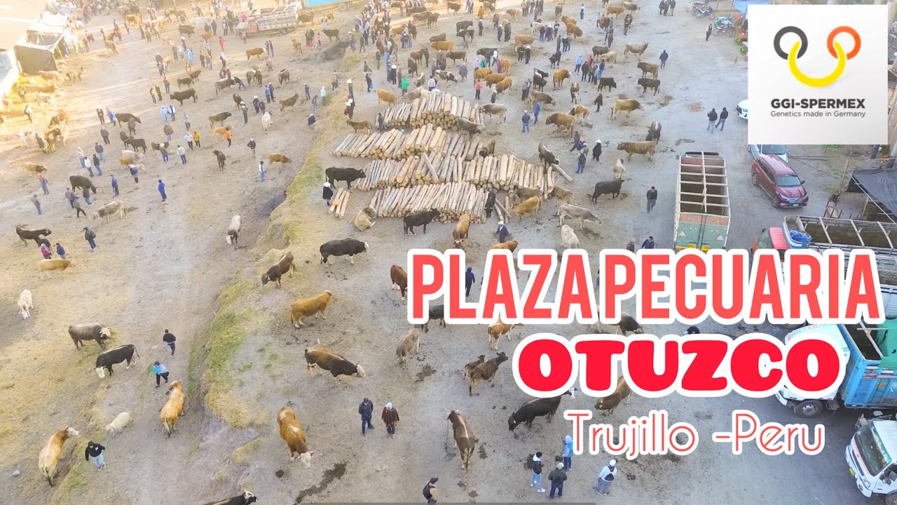 Ganado para engorde - beneficio y cría además de ovino equino porcino vacuno aves y más - parte 1 