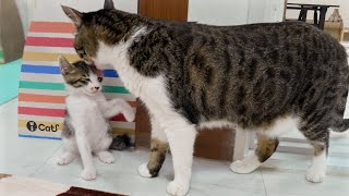 The Big Cat Expresses Affection For the Rescued Kitten │ Episode.194