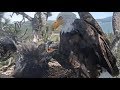 Big Bear Eagles ~ *SIMBA Fierce EPIC Fish Battle*!  Food Fight, Steals Tug-o-War w/ Shadow 8.3.19