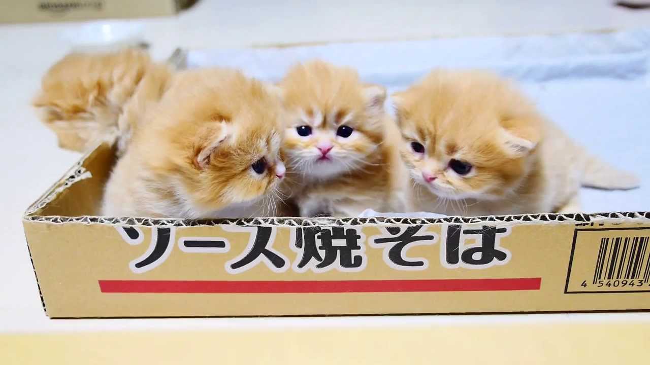 マンチカン４兄妹 子猫たちの個性がはっきりしてきました Kittens Distinct Personalities Youtube