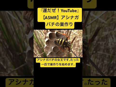 【ASMR】アシナガバチの巣作り #虫の音 #bug #asmr #nature #insect #ハチの巣 #bee #wasp #hornets