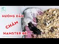 Những Lưu Ý Khi Chăm Hamster Đẻ | Thiên Đường Thú Cưng #9