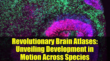 Revolutionary Brain Atlases: Unveiling Development in Motion Across Species