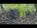 Hays Eagles squirrel peeks in on H13 preening  2021 05 03 16:13