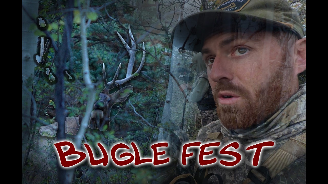 COLORADO ELK HUNTING: BUGLE FEST!