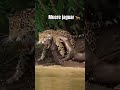 Muer3 jaguar #AmazonRiver#AmazonRainforest#AmazonWildlife#GiantOtters#JaguarVsOtters
