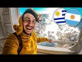Cruzamos el ro de la plata en ferry   de uruguay a argentina