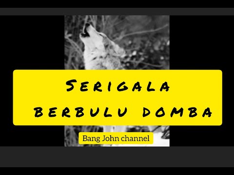 Video: Siapa Yang Bisa Disebut Serigala Berbulu Domba