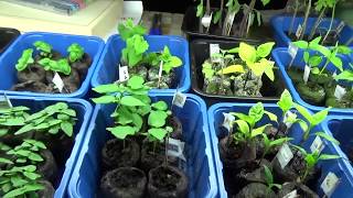 Tomato Seedlings Update 4/15 : Look how they&#39;ve grown!