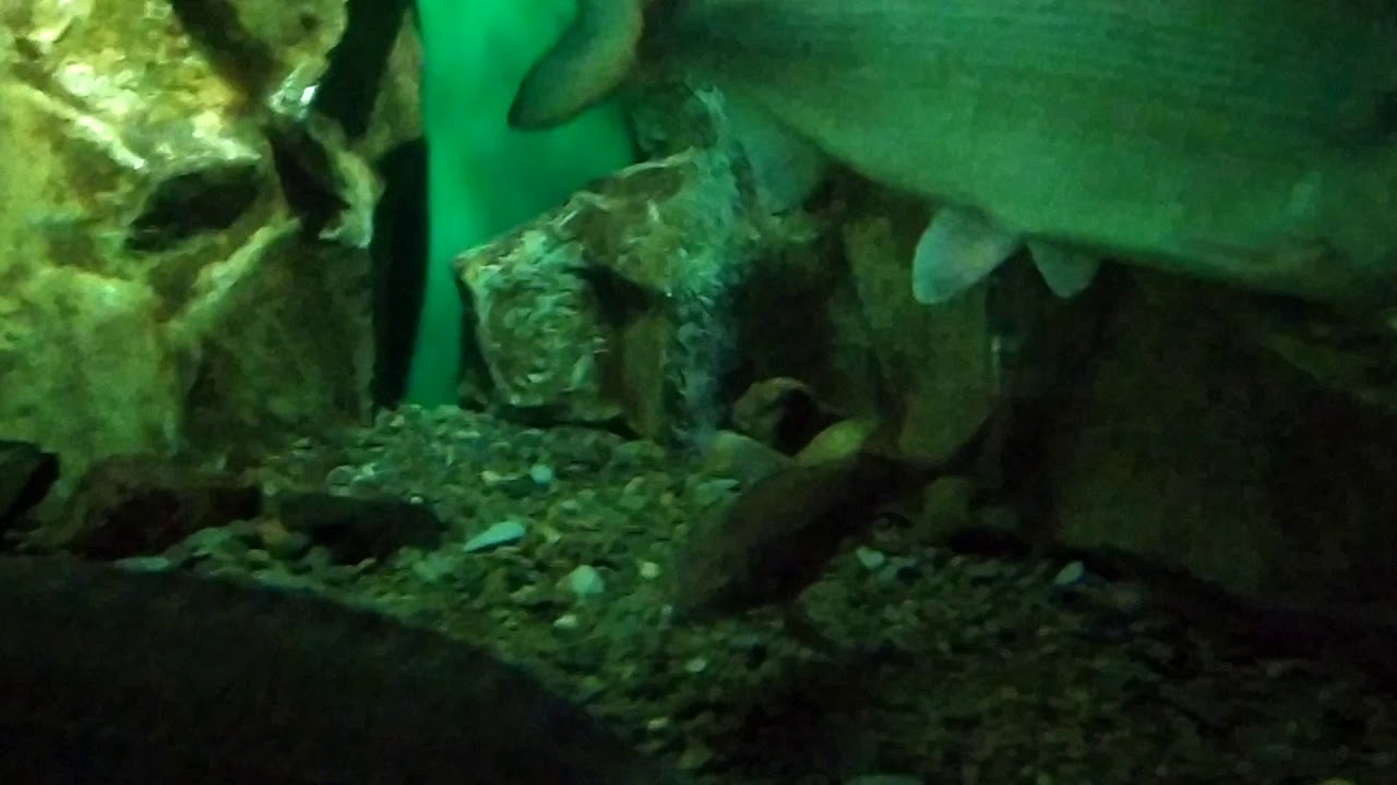 Байкальский осетр. Байкальский музей в Листвянке - YouTube