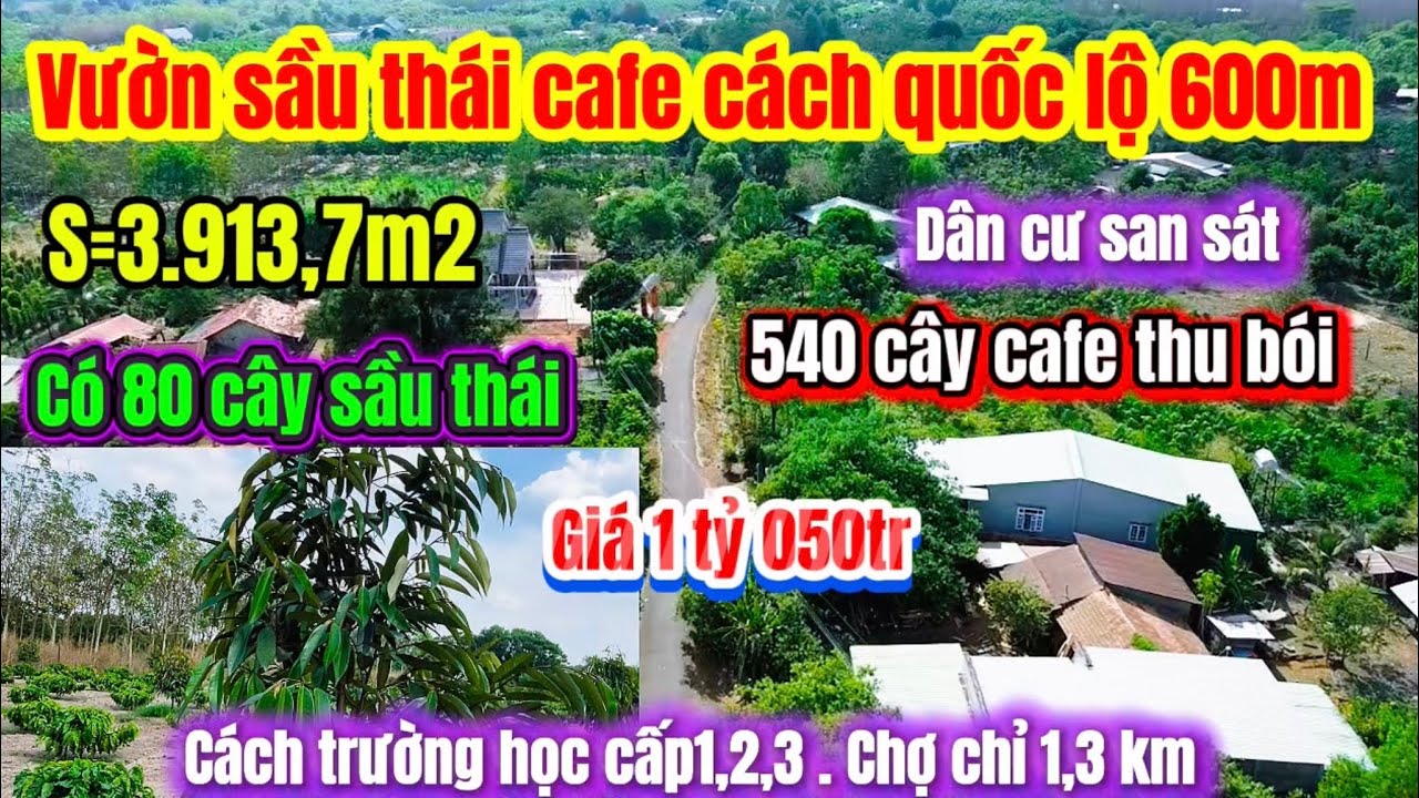 593🌹siêu phẩm vườn sầu thái cafe cách quốc lộ 13 chỉ 600m điện nước tưới tự động có ao thả cá 