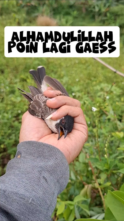 Poin lqgi gaess dapat BL galak #kicaumaniaindonesia #burung #kutilang #birds #pikatkutilang #nature