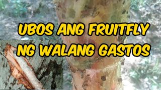 HOME MADE FRUITFLY STICKY TRAP From Antipulo Tree| Free Unlimited and Very Effective