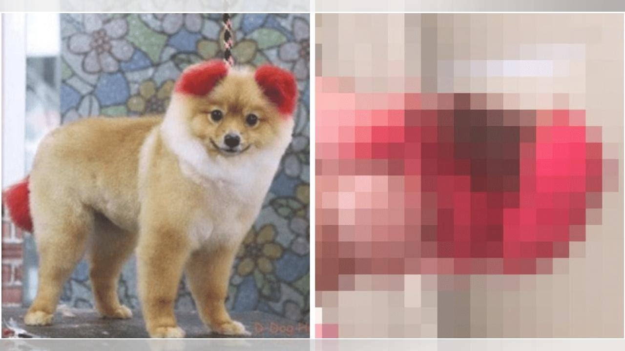 Little Dog's Ear Falls Off After Irresponsible Owner Dyes Them Bright Red