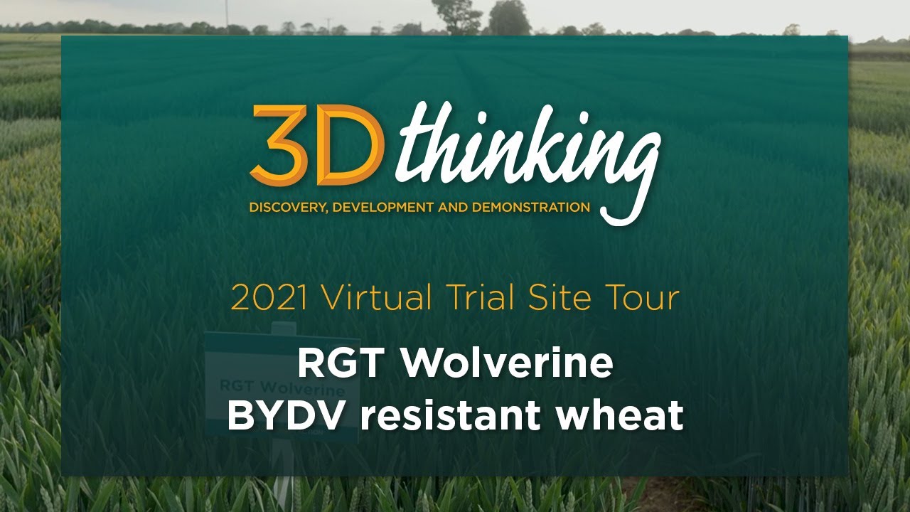 RGT Wolverine: BYDV resistant wheat - 2021 virtual trial site tour | 3D Thinking