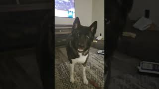 Akita Calls Me A Liar  #dog #funny #comedy #puppy #funnydogs #funnydog #akita #pets #ohio #dog