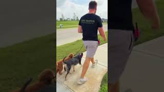 Rumi's Door Manners & Leash Work 🐾✨ #doglovers #dogshorts #dogs #puppies #trending #fyp #shorts