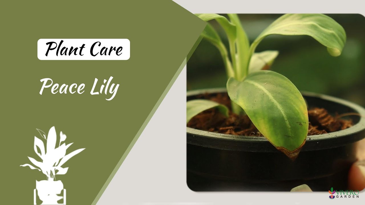 Peace Lily Air Purifying plant Plant care Vivero garden YouTube