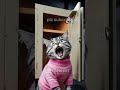 No more phone, kitty #9cutecat #cat #funny #kitten #cute #shorts #funnycats #story #cutecat
