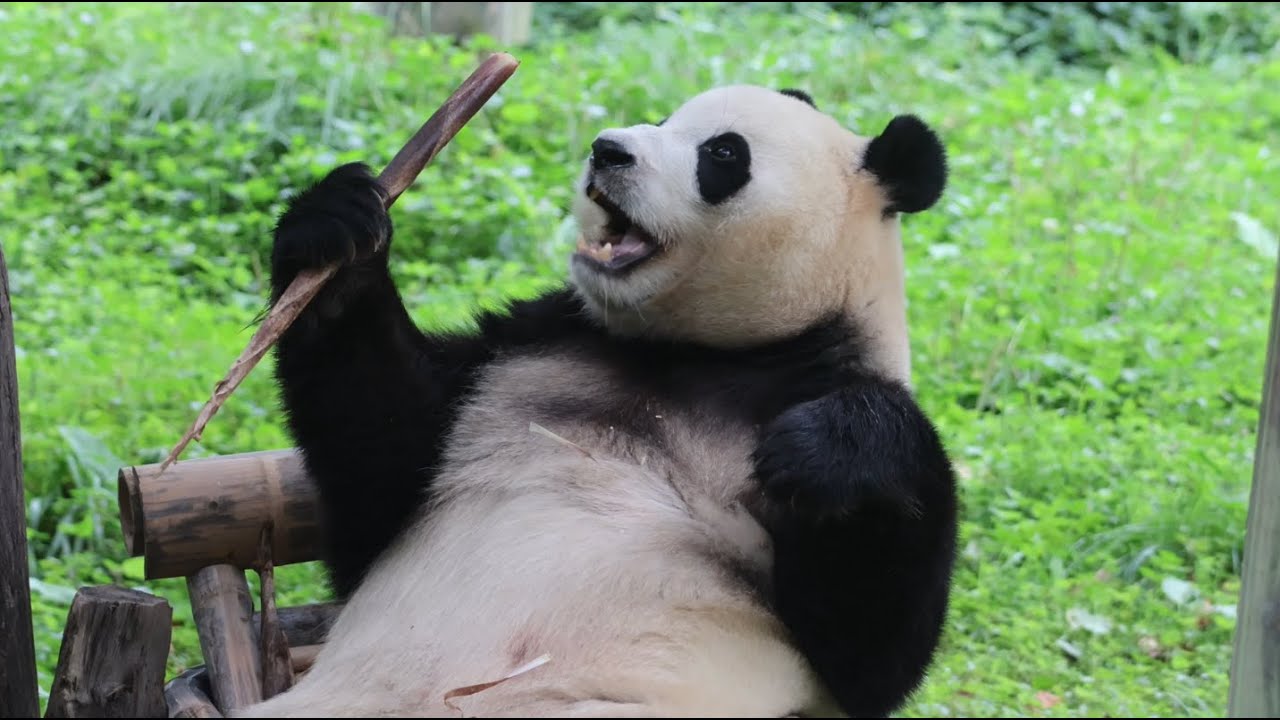 푸바오는 잊지 않았구나. 드디어 나무 의자에 앉아 맛있게 먹방을 보여줬답니다. 4K 근접 무편집 영상입니다