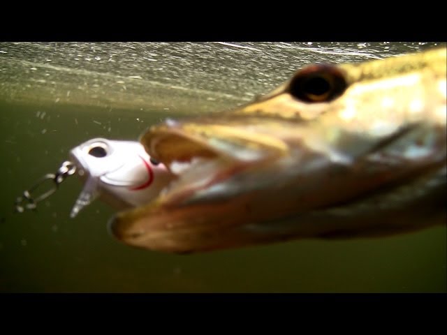 Видео о рыбалке №578