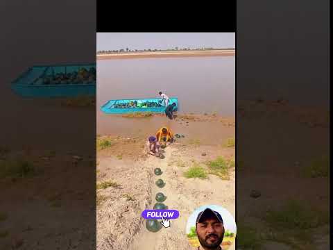 تربوز کو رکشے میں لوڈ کرنے کا طریقہ دیکھیں ان لوگوں کا #viralvideo #youtubeshorts
