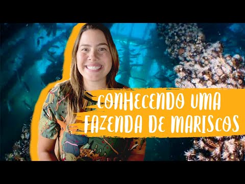 Vídeo: Os mexilhões são bons para você?