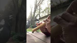 Two Wild Magpies Chirp Along to Mans Bamboo Flute