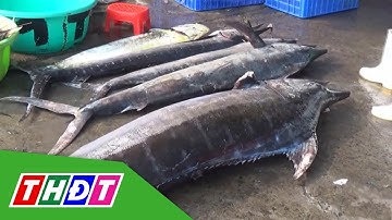 Ngư dân Khánh Hòa trúng cá cờ khổng lồ | THDT