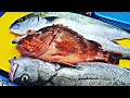 낚시왕, 대물 쏨뱅이, 농어, 부시리, scorpion fish/marbled rockfish, sea bass, goldstriped amberjack