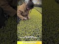 Traditional Tea Picking Method That Produces High-Quality Leaves