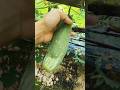 organic harvest #shorts #trending #sriniventure #shortvideo #ytshorts #organic #shortvideo