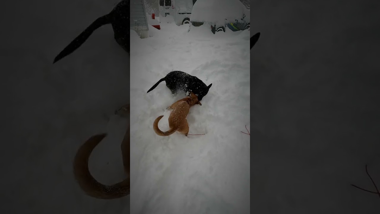 Snow antics