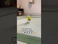 雀走りするインコが拍手したら飼い主のところに戻ってきた🤣