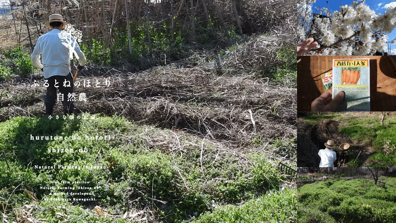 「春人参」の種蒔き《第三弾》円形の畝で栽培｜覆土の深さについて〜26年3月4日