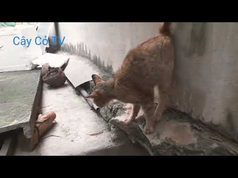 Video: Cách chọn mèo Ai sẽ giết chuột