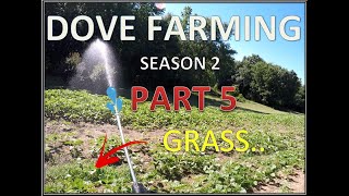 Spraying Post Emergent Herbicide on Sunflowers | Did I KILL them?? | DOVE FARMING | S2 PART 5